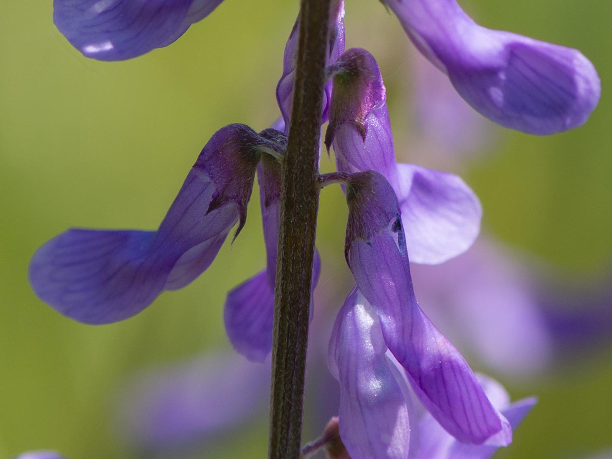 Blüten nah